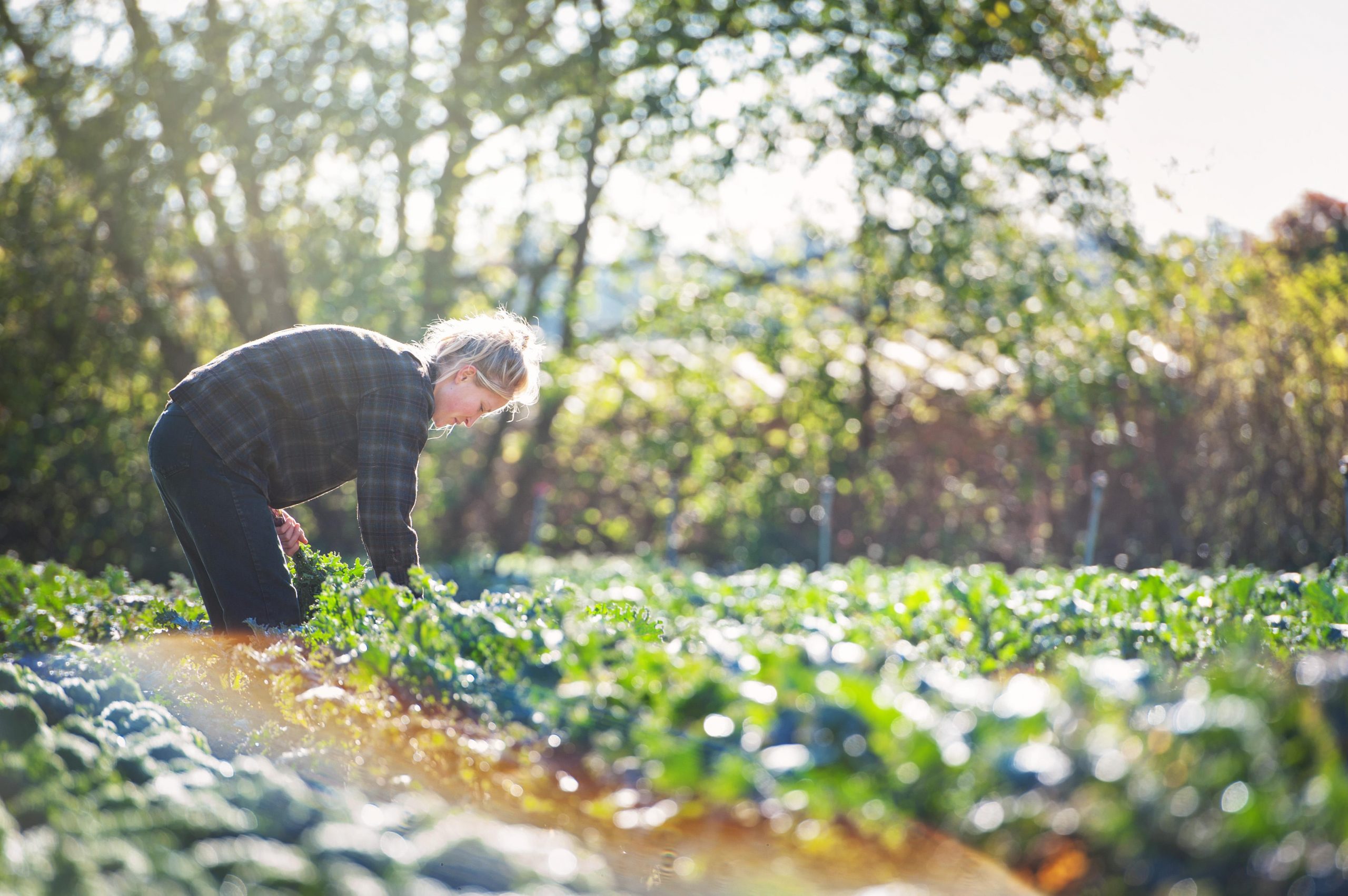 A student harvesting crops on UBC farm.