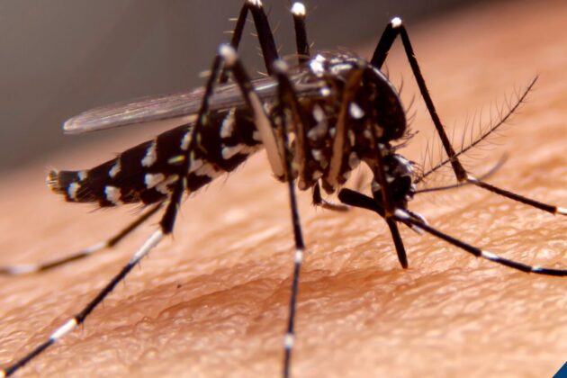 Prevent West Nile virus and stay safe from mosquitos this summer