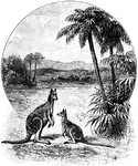 The Australia and Oceania ClipArt collection offers 124 images of Australia, New Zealand, and the Pacific islands arranged in 8 galleries. The illustrations include people, scenery, landmarks, and stamps of the region.