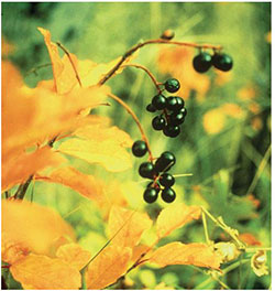 Western chokecherry