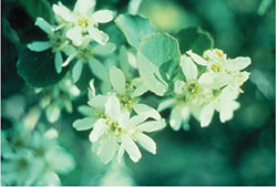 Serviceberry (Amelanchier alnifolia)