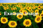 A field of sunflowers with the words 'Example Image' superimposed on top.