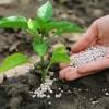 Image of fertilizer being applied by hand to a growing plant