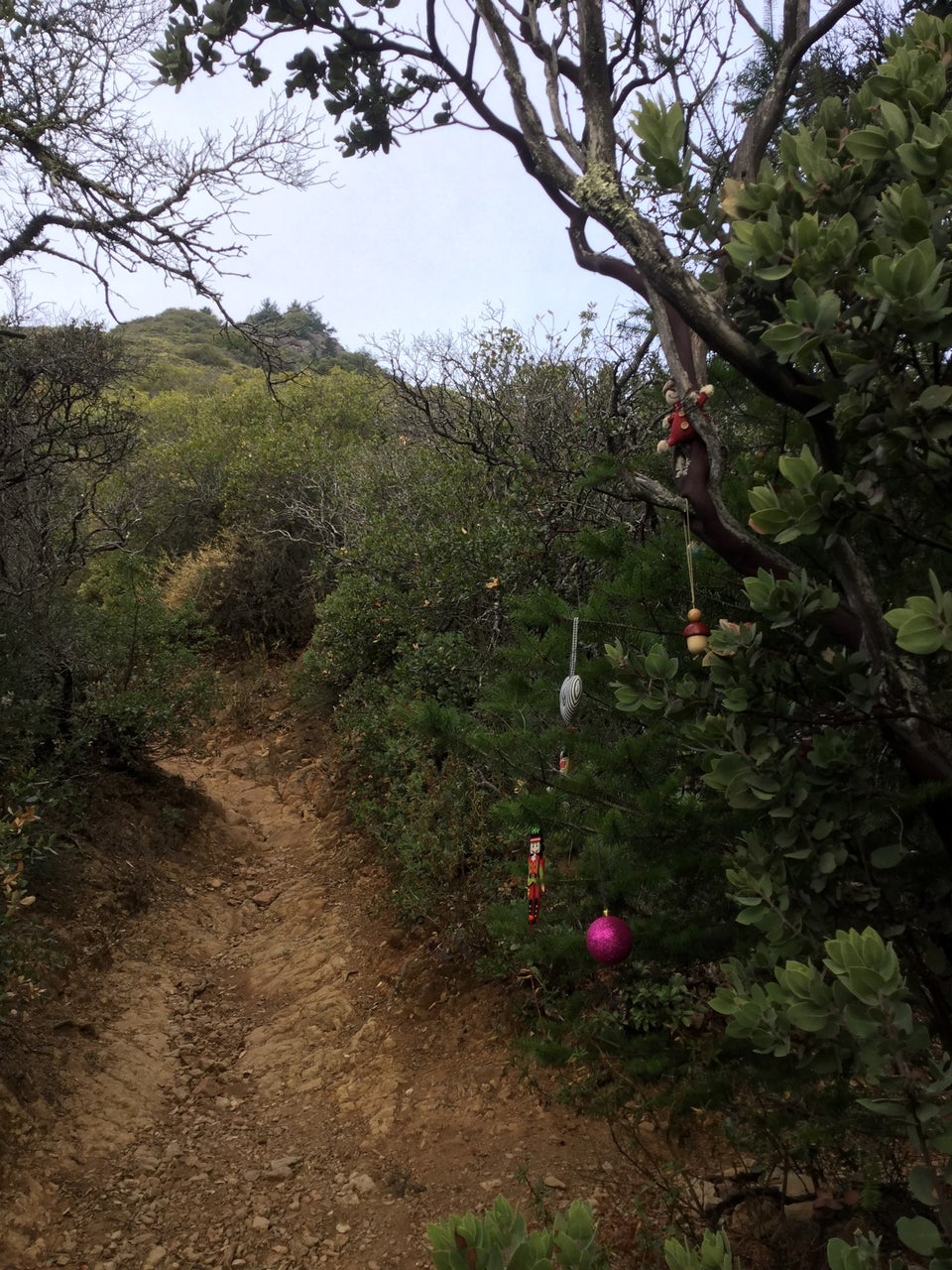 Tall green bushes on both sides of Temelpa trail, a small pine tree on the right side that has been decorated with ornaments.