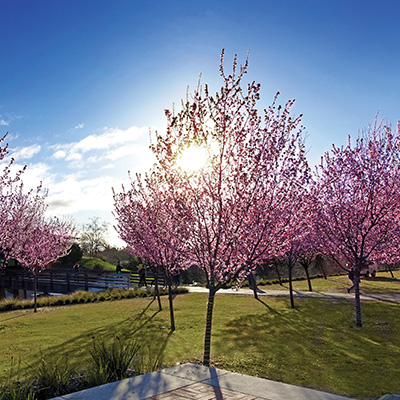 Cherry Plum Trees in Bloom