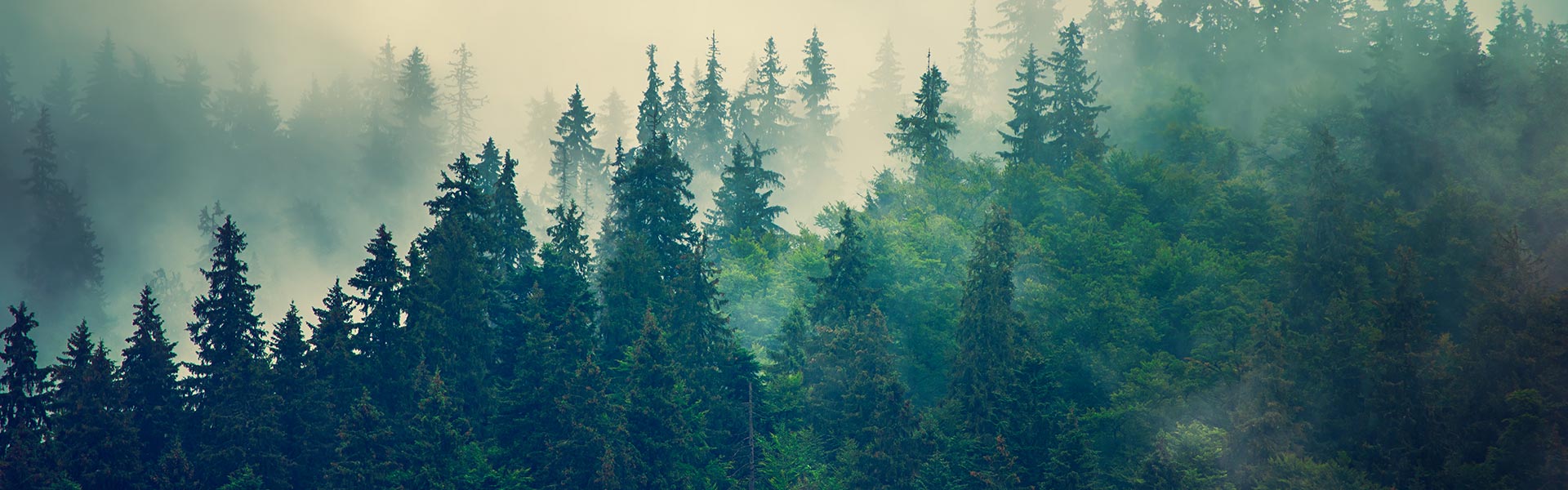 Forest backdrop with the UBC Faculty of Forestry mission statement