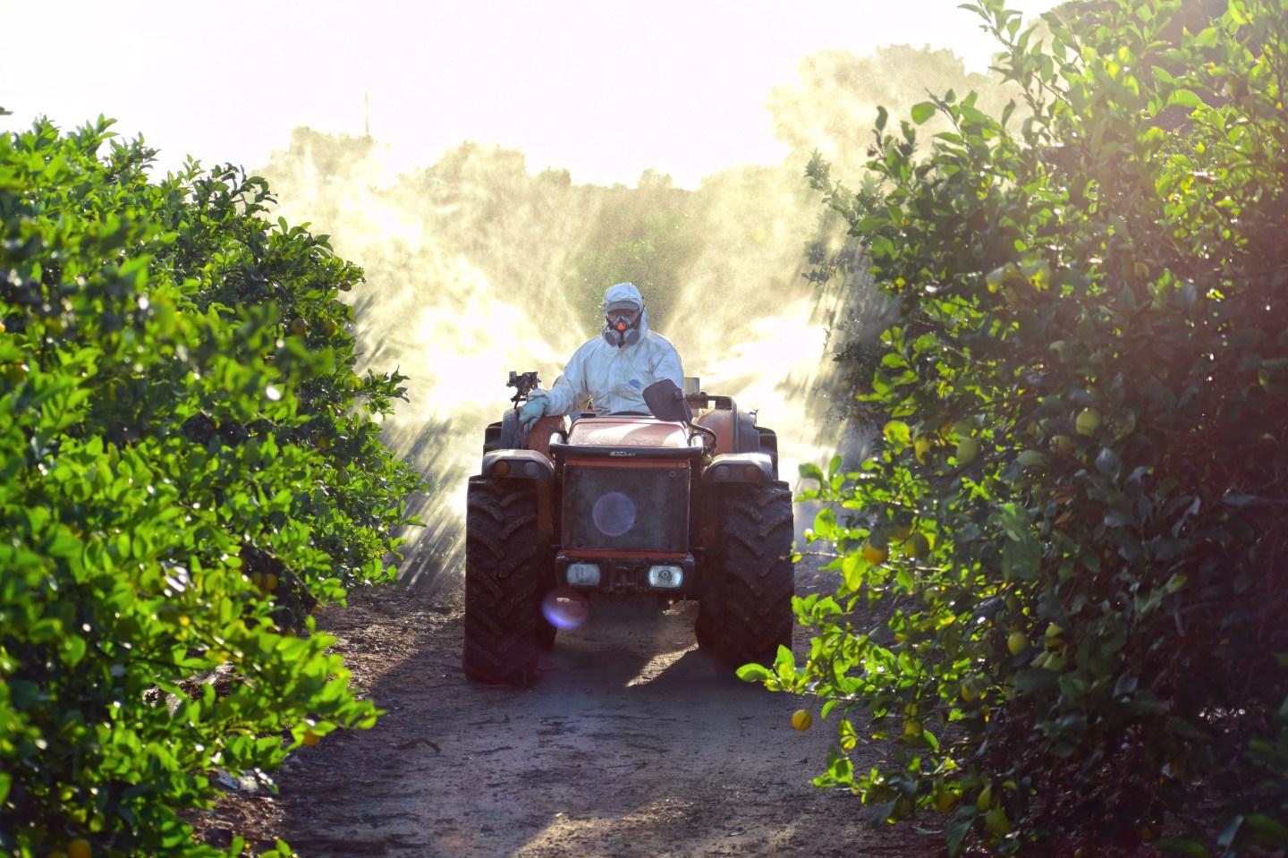 Farmer driving tractor spraying pesticide and insecticide on lemon plantation in Spain. Weed insecticide fumigation. Organic ecological agriculture. A sprayer machine, trailed by tractor spray herbicide