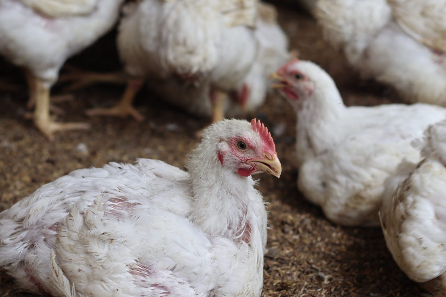 What are the symptoms of bird flu and how does it spread?