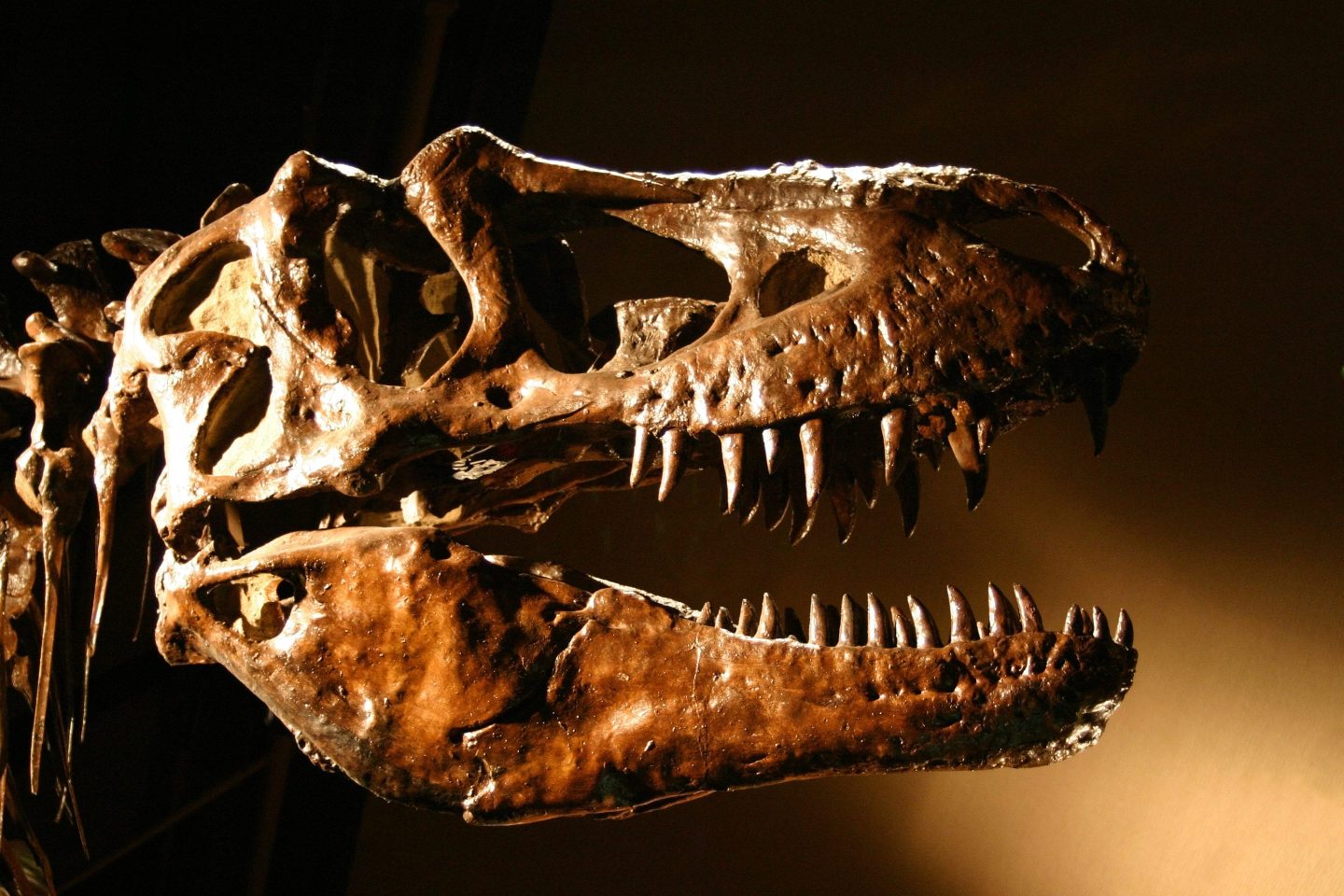 A T-Rex dinosaur skull.