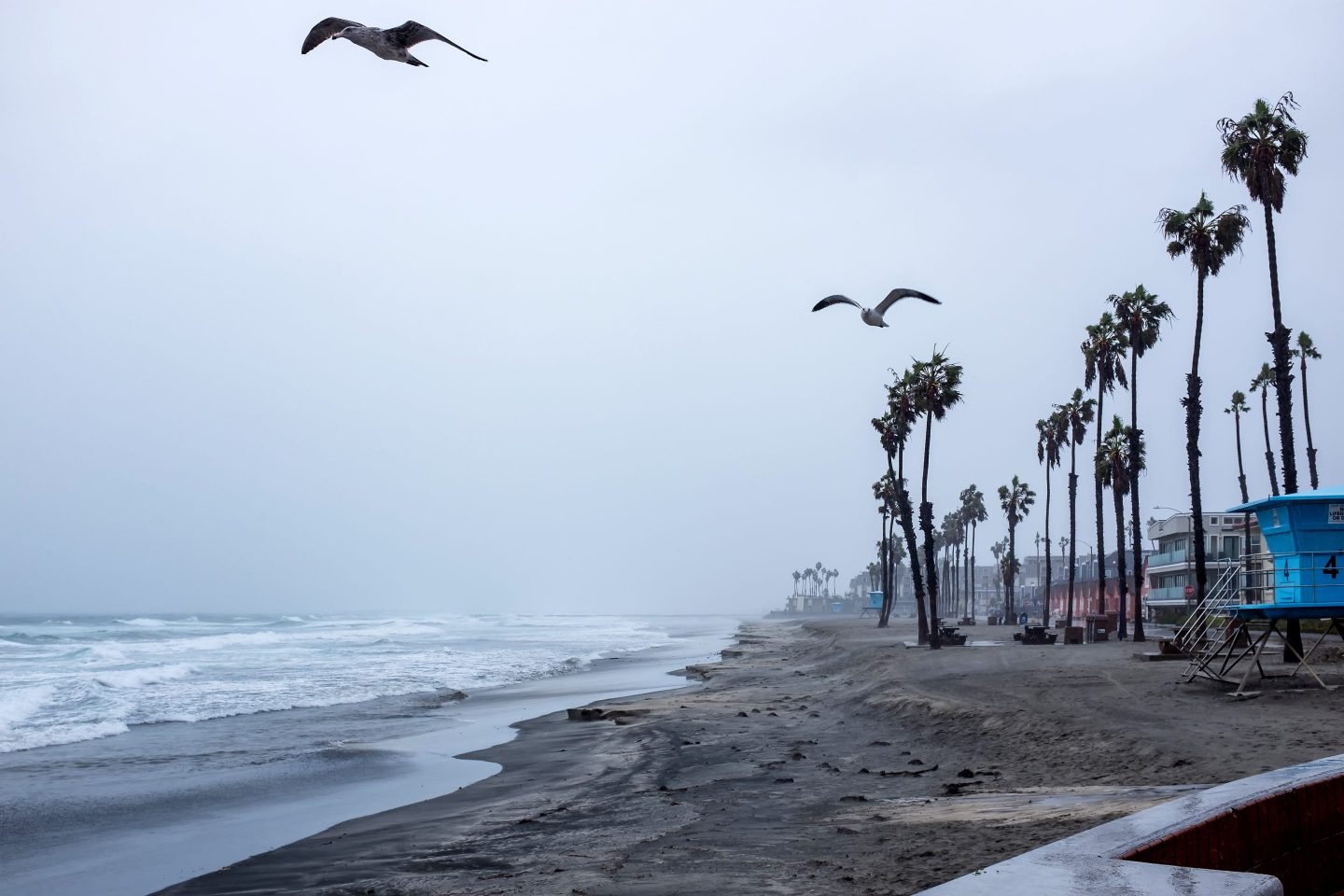 Two seagulls flying in the rain along the beach of the Pacific Ocean.