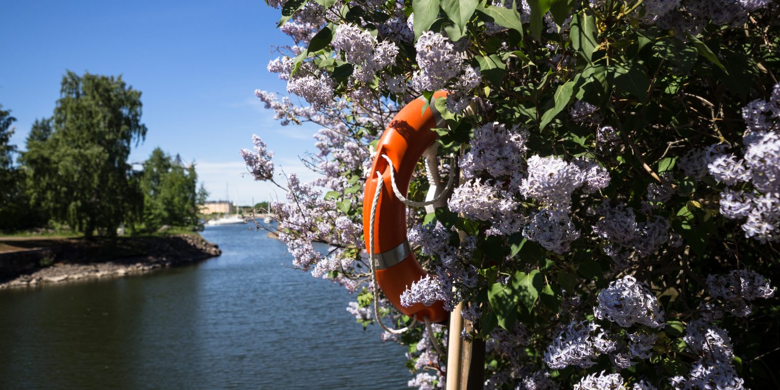 Kuvassa syreenipensas, jonka edessä pelasturengas ja merimaisema.