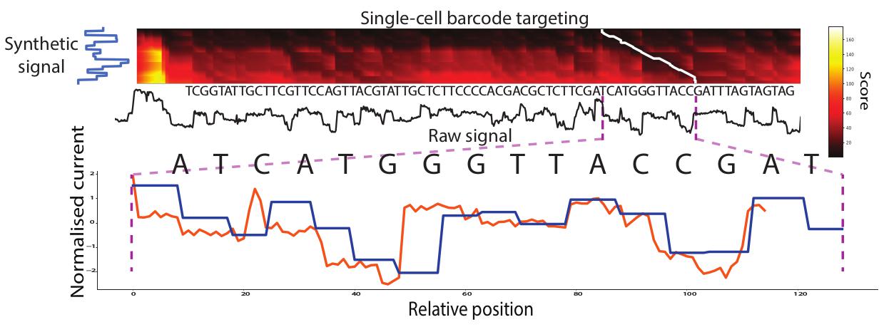 MotifSeq