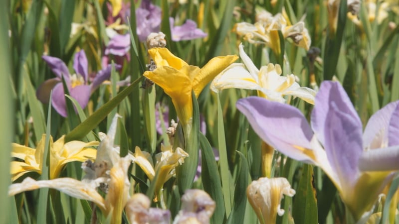 The Coastal Georgia Botanical Gardens is one of many sites in our area offering free admission...