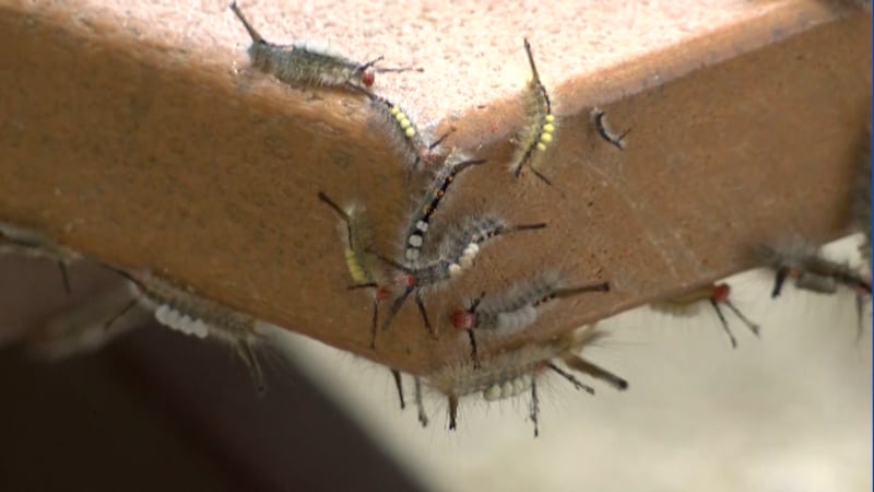 Spectators of the RBC Heritage may see some tiny residents of Harbour Town during the tournament.