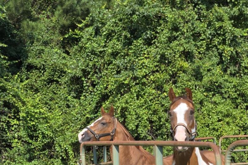 Horses rescued from floodwaters in Bloomingdale