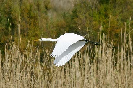 Wetlands of Distinction