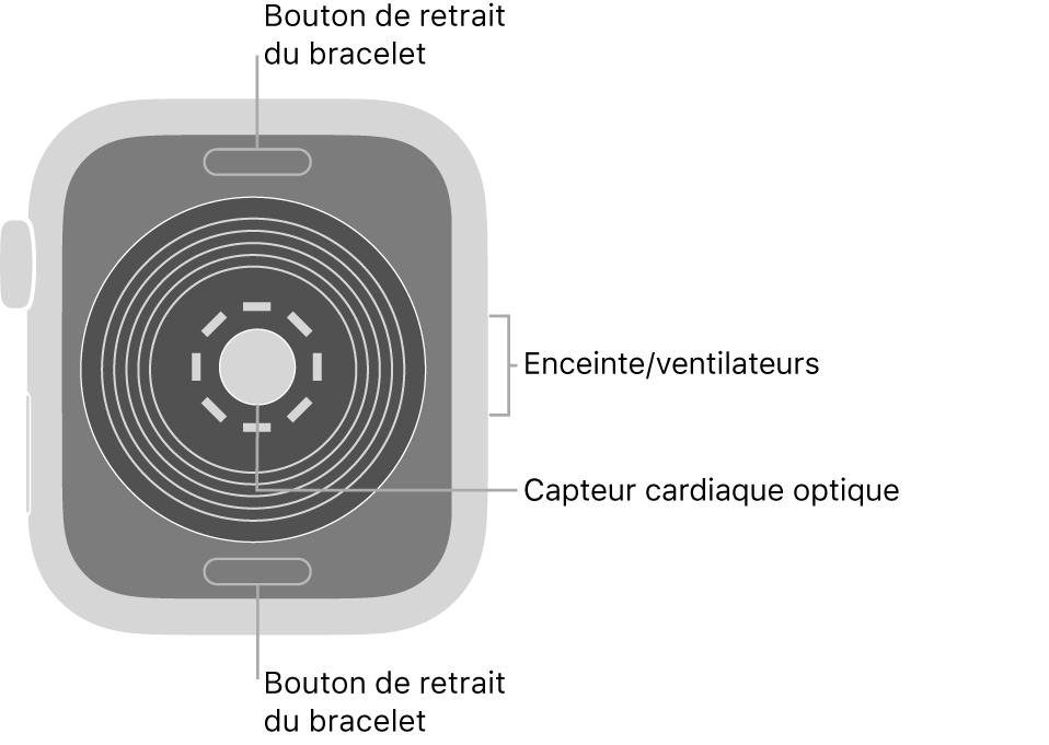 L’arrière de l’Apple Watch SE, avec les boutons de retrait du bracelet en haut et en bas, le capteur optique de fréquence cardiaque au milieu, ainsi que le haut-parleur et les aérations sur le côté.