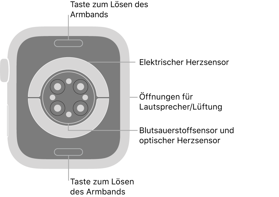 Die Rückseite der Apple Watch Series 7 mit Entriegelungstasten oben und unten, elektrischem Herzsensor, optischem Herzsensor und dem Sensor für den Sauerstoffgehalt im Blut in der Mitte sowie den Lautsprecher-/Lüfteröffnungen an der Seite.