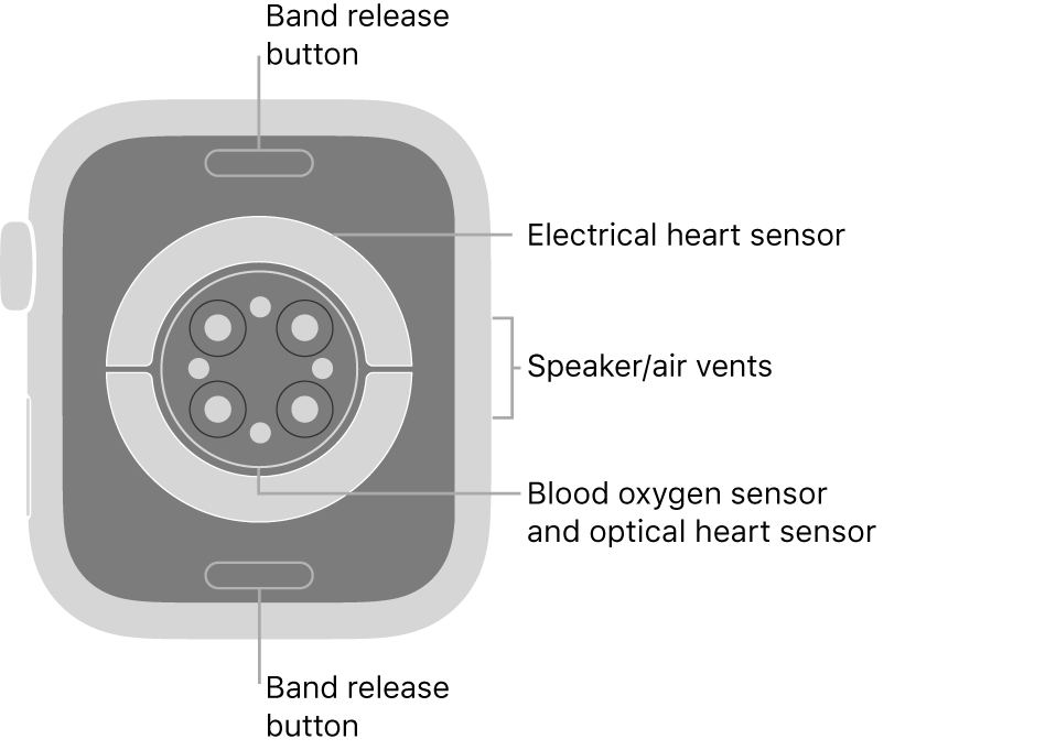 The back of Apple Watch Series 6, with the band release buttons at top and bottom, the electrical heart sensors, optical heart sensors, and blood oxygen sensors in the middle, and the speaker/air vents on the side.