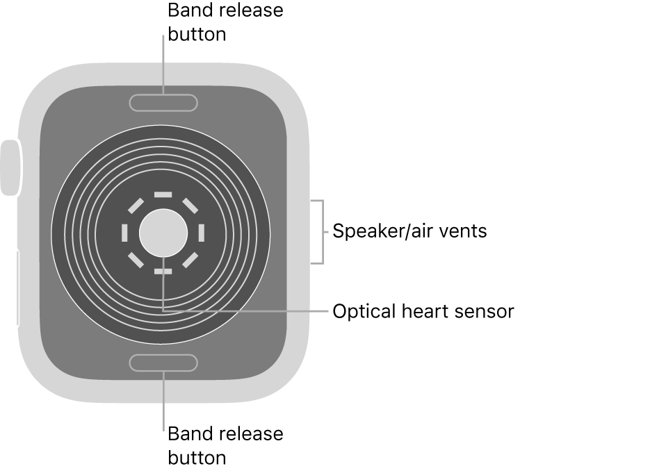 The back of Apple Watch SE, with the band release buttons at top and bottom, the optical heart sensor in the middle, and the speaker/air vents on the side.