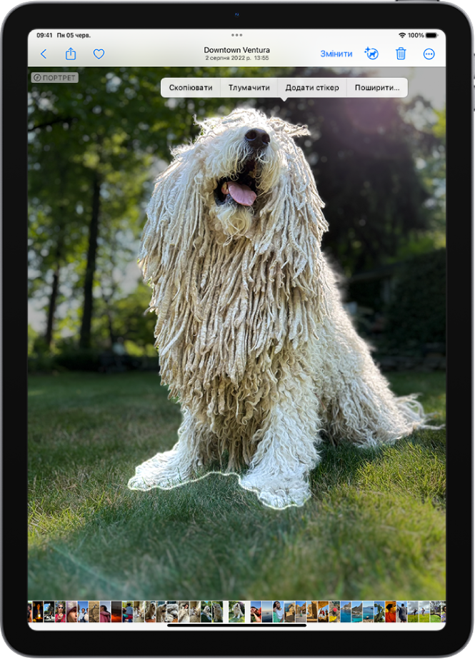 Знімок відкрито у фототеці програми «Фотографії». Об’єкт у центрі фотографії обведено контуром, над ним відображаються кнопки «Скопіювати», «Тлумачити», «Додати стікер» та «Поширити».