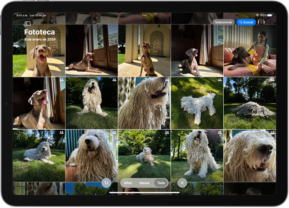 Una pantalla muestra una fototeca en iCloud con fotos de perros.