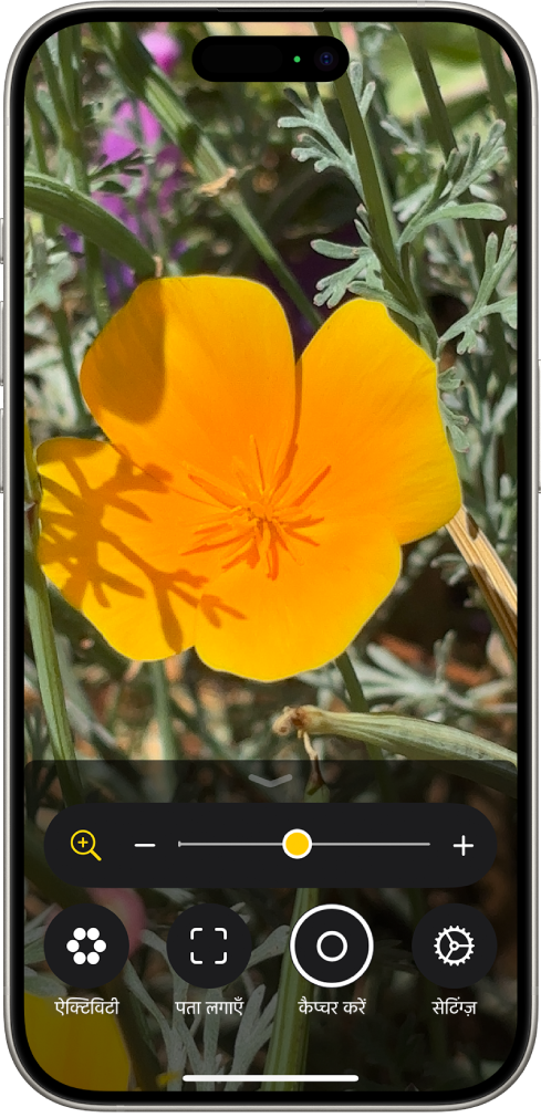 आवर्धक ऐप किसी फूल को नज़दीक से दिखा रहा है।