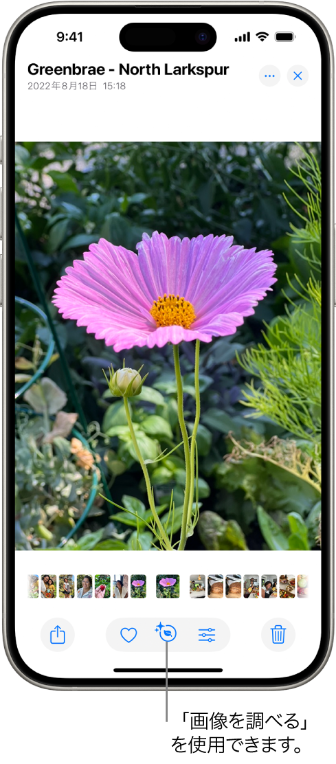 写真アプリのライブラリの写真が開いています。画面下部では、「画像を調べる」で情報を入手できることを示すアイコンが情報ボタンに表示されています。