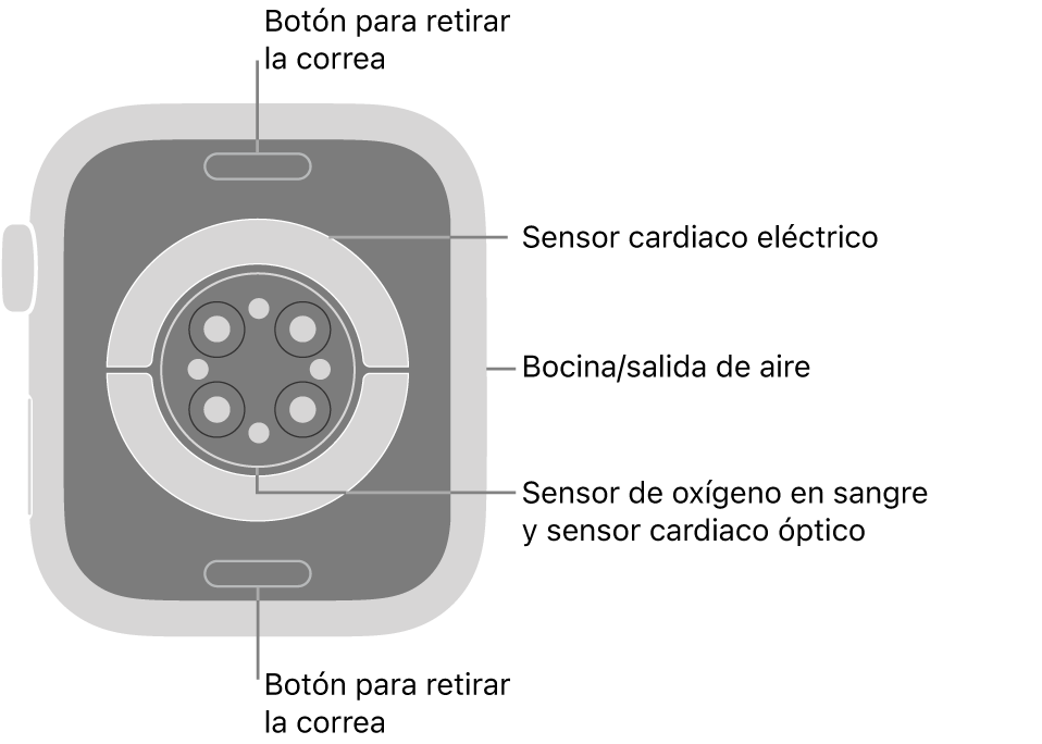 En el reverso del Apple Watch Series 9, se muestran los botones de liberación de correa en la parte superior e inferior; los sensores eléctricos y ópticos para medir la frecuencia cardiaca y los sensores para medir los niveles de oxígeno en la sangre en el centro; y la bocina/ranuras de aire en un lado.