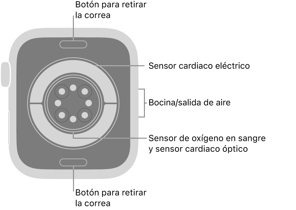 En el reverso del Apple Watch Series 11 se muestran los botones de liberación de correa en la parte superior e inferior; los sensores eléctricos y ópticos para medir la frecuencia cardiaca y el oxígeno en la sangre en el centro; y la bocina/ranuras de aire en un lado.