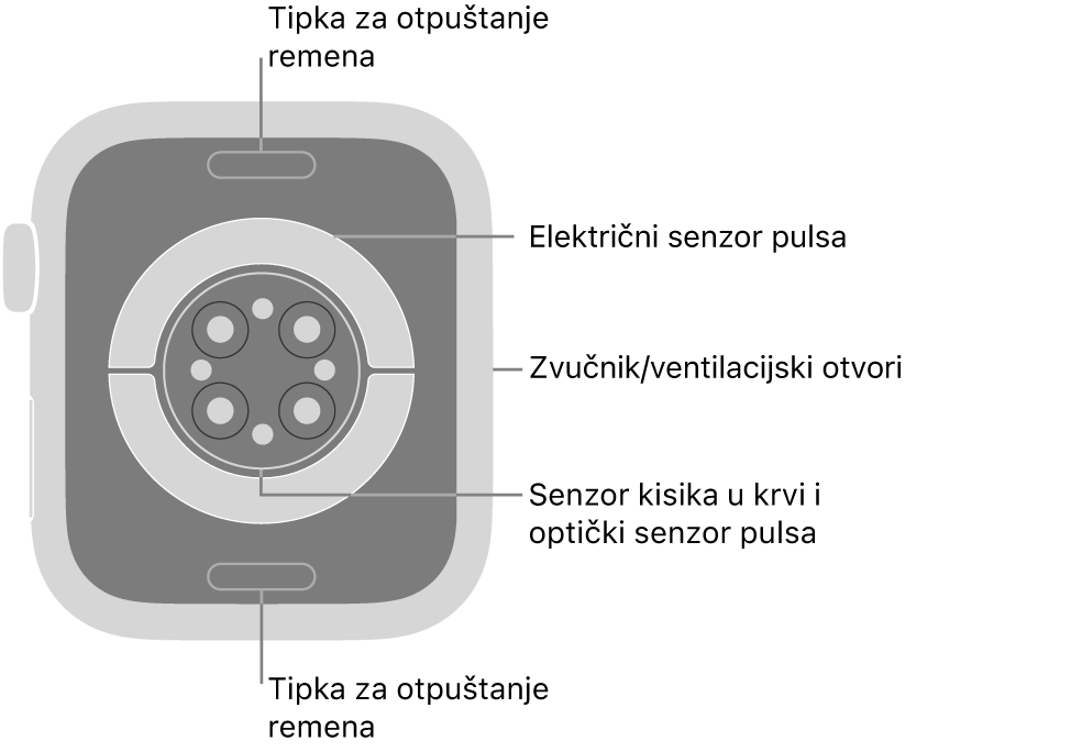 Stražnja strana modela Apple Watch Series 9 s tipkama za otpuštanje remena pri vrhu i dnu, električnim senzorima srca, optičkim senzorima srca i senzorima za zasićenost kisikom po sredini te zvučnik/zračni ventili sa strane.