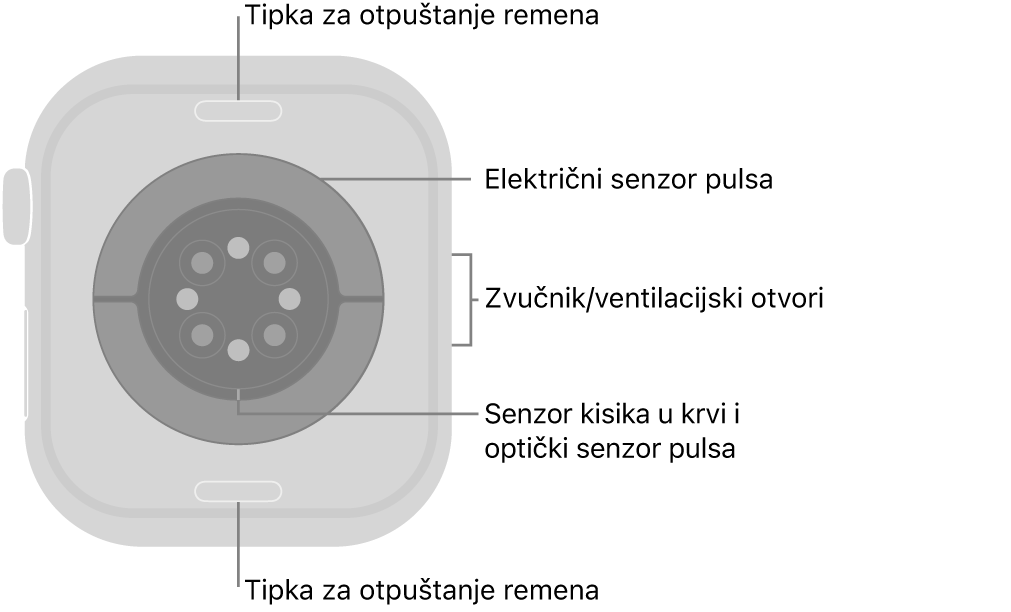 Stražnja strana modela Apple Watch Series 10 s tipkama za otpuštanje remena pri vrhu i dnu, električnim senzorima srca, optičkim senzorima srca i senzorima za zasićenost kisikom po sredini te zvučnik/zračni ventili sa strane.