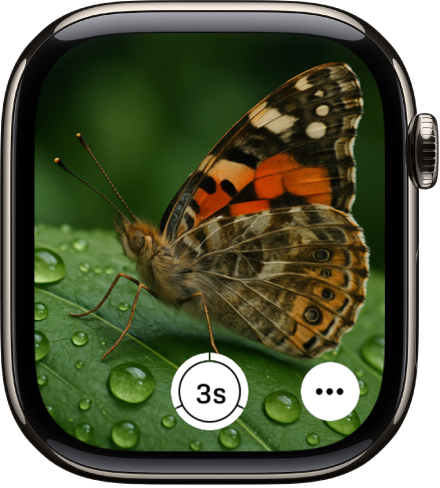 Ecranul Apple Watch‑ului afișând ce este în vizorul camerei iPhone-ului. Butonul obturator este în centru jos. Butonul Mai multe opțiuni este în dreapta jos.