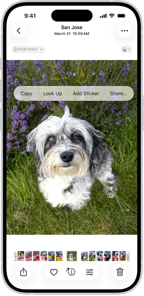 Bilder-appen er åpen på et bilde av en hund. Hunden er markert, og valget Legg til klistremerke er tilgjengelig i menyen over.