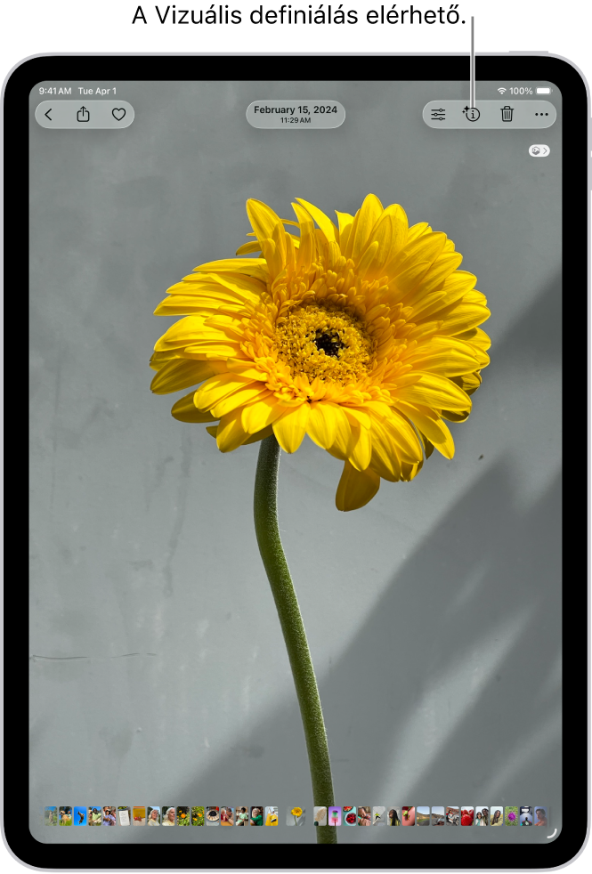 Egy fotó van megnyitva a Fotók appban. A képernyő tetején az Infó gomb megjelenít egy ikont, amely jelzi, hogy a Vizuális definiálás funkciónak köszönhetően információk állnak rendelkezésre.