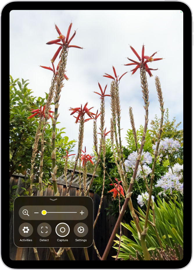 แอปแว่นขยายที่แสดงภาพระยะใกล้ของดอกไม้