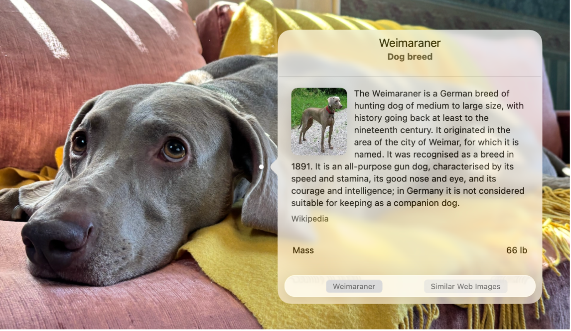 Foto de un perro con la ventana de búsqueda visual que muestra información sobre la raza canina.