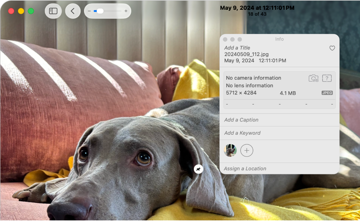 Foto de un perro con la ventana de información abierta y el icono del buscador visual sobre el perro de la foto.