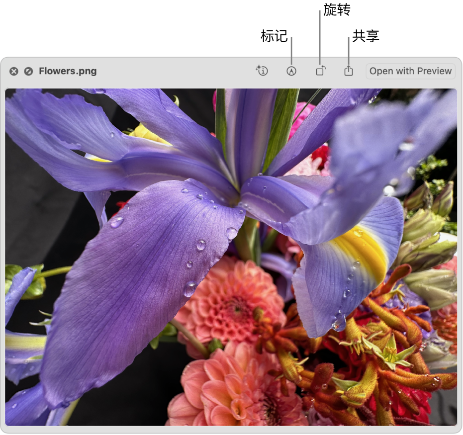 “快速查看”窗口中的图像,其按钮可用于标记、旋转或共享图像,或者在“预览” App 中打开图像。