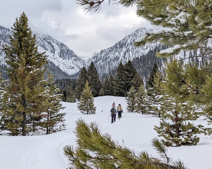 A family cross country skiing through a snowy forest