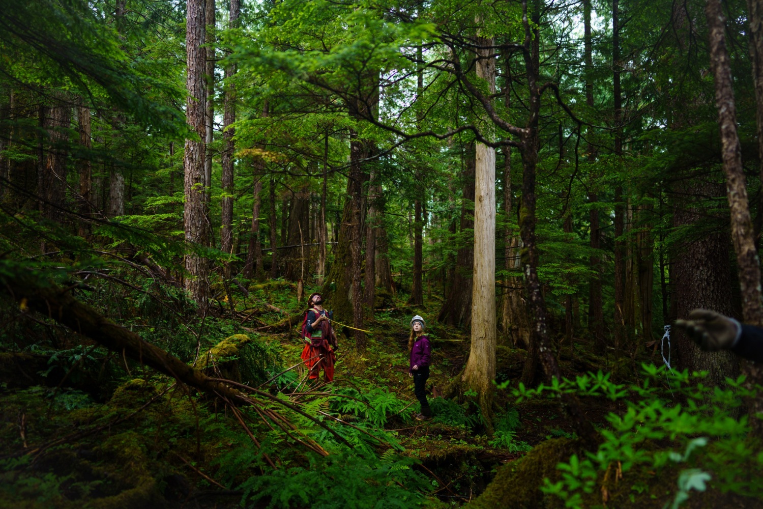 Michael Melendrez of the US Forest Service teaches Olivia Vickers of Alaskan Youth Stewards how to measure the hight of an old growth cedar.