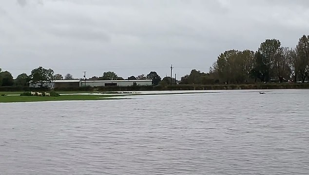 Mission accomplished as the sheep retreat onto dry land away from the floodwaters as Patsy (to the right) continues spurring them on