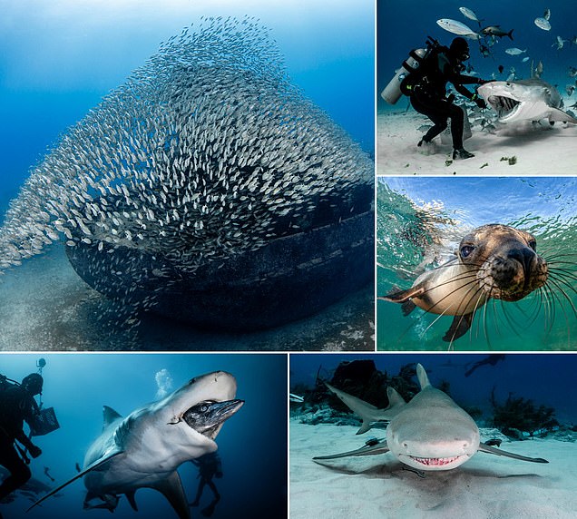 From a 'smiling shark' to spellbinding shipwrecks: Behold the stunning pictures that show