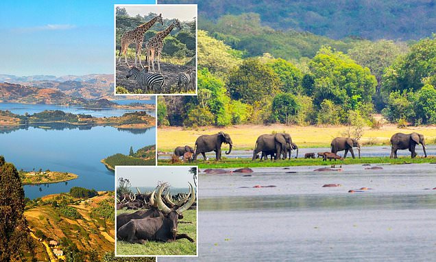 The Big Five - and the elephants who adore snorkelling! A safari in Uganda is 30 per cent