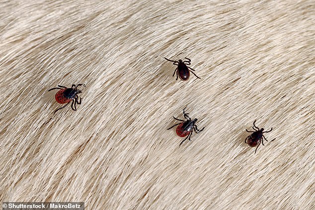 Scotland could face an infestation of ticks - with climate change to blame (stock image)