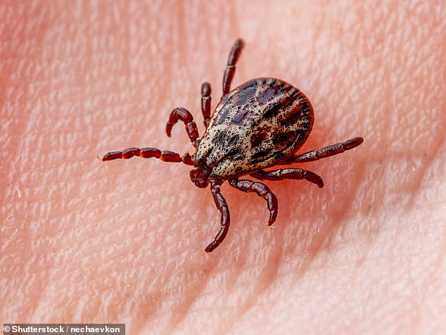 Worryingly, an increase of ticks could also spark a surge in cases of Lyme disease ¿ a bacterial infection that can be spread to humans by infected ticks