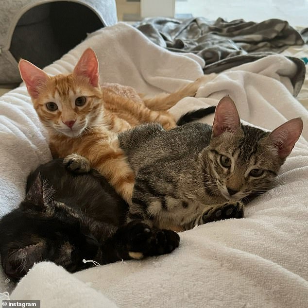 While celebrating International Cat Day, the 86-year-old actor, best known for his role as cannibalistic serial killer Hannibal Lecter in The Silence of the Lambs, posed with an adorable Calico kitten in his arms