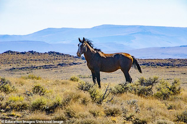 Haley and Austin Wilkey were enjoying a weekend outing with their four children at Lee Meadows at Mount Charleston. But as the Nevada prepared for a family photoshoot, two wild horses approached their group.