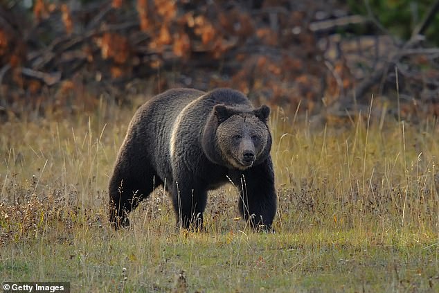 Grizzly advocates are fighting to have their protections held, saying the population is nothing compared to the 50,000 that roamed the Western US two hundred years ago