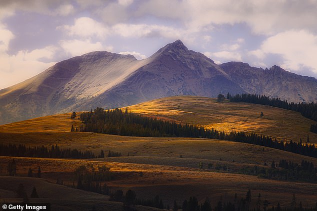 Places including towns, farms and ranches across the Northern Rockies where they hadn¿t been seen in over a century are reporting sightings. Yellowstone National Park is seen here